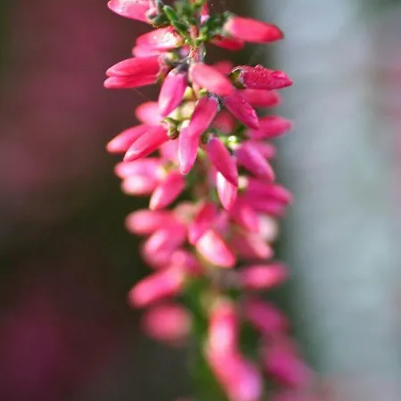 Szálloda Hof Barrl Schneverdingen