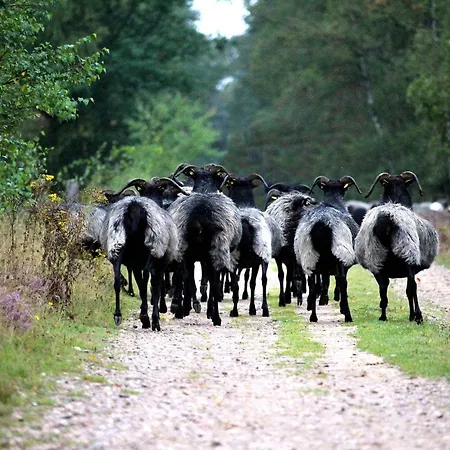 Hotel Hof Barrl Schneverdingen